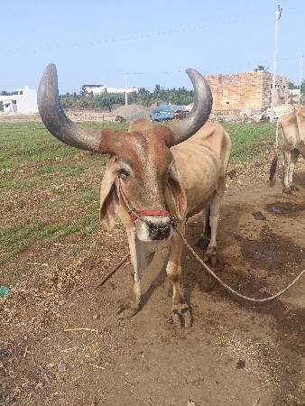 વેચવાનાછે