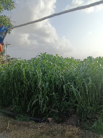 જુવાર નુ લીલુ