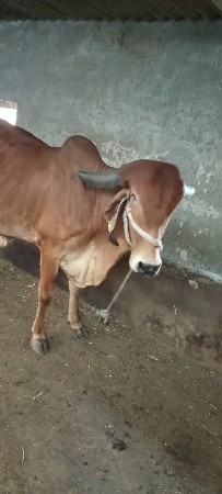 પહેલું વેતર ગા વેચવાની છે
