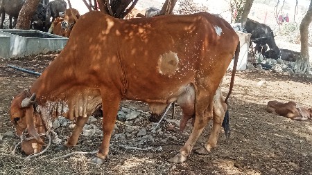 ગીર ગાય વેચવાની છે