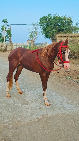 ઘોડી વેસવાની છે