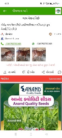 મોર