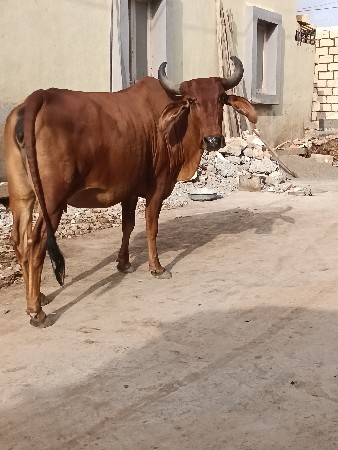 દેસી હોટકી 🐄 માલધારી 👑