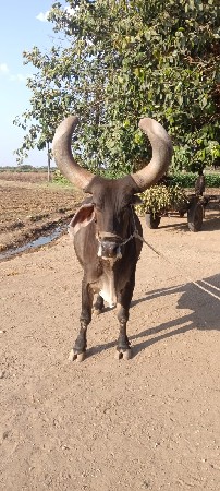 એક બરધવેસવાનો છે