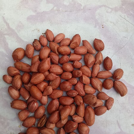 બિયારણ વેચવાનું છે જી વીસ