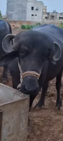વેચવાનીસેપેલુવેતરખડાયત્