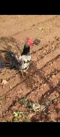 મુરઘો વેચવાનો છે