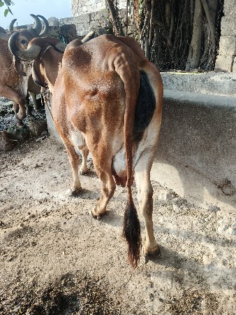 ગાય વેચવાની છે