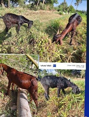 bakri bakra nana mota badhi