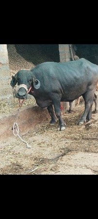 ભેંસ વેચવાની છે