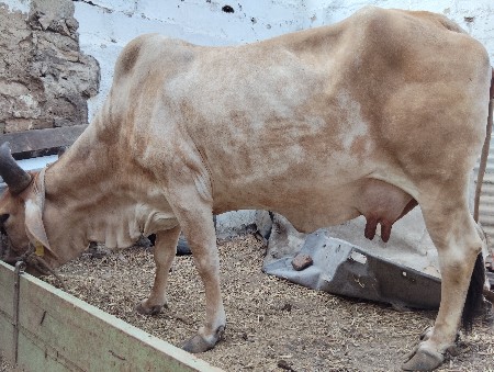 ગાય ત્રીજુ વેતન