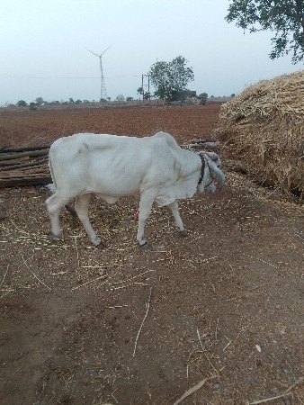 દોઢ વરસની વાસળી વેચવાની છે