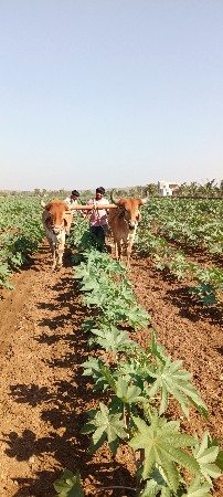 વેચવાના