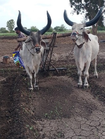 બળદ વેચવાના છે ચોથી  ધર