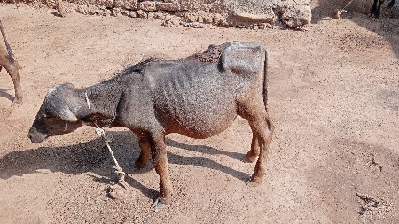 pado
