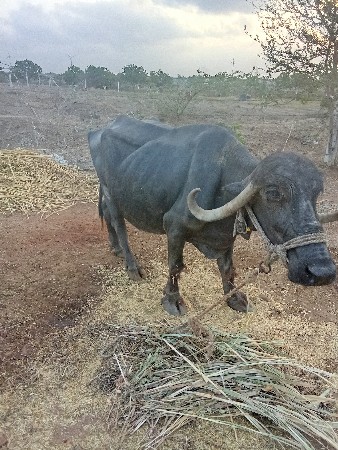 ભેસ વેસવાની છે