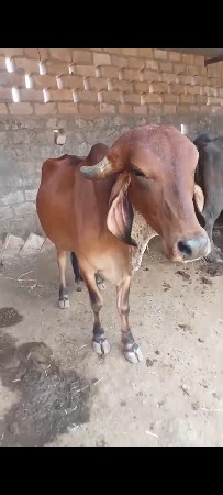 ગાય પેલું વેતર