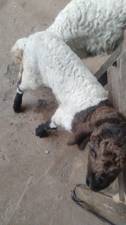 આ ઘેટ્ટો વેચવાનો છે