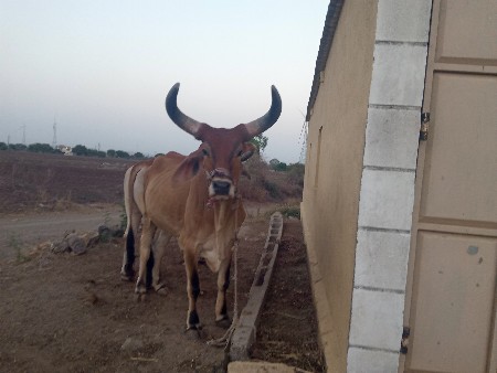 ગોઢલા વેચવાનાછે