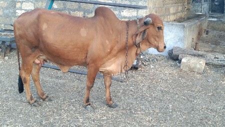 હોઙકી વૈસવાની છે