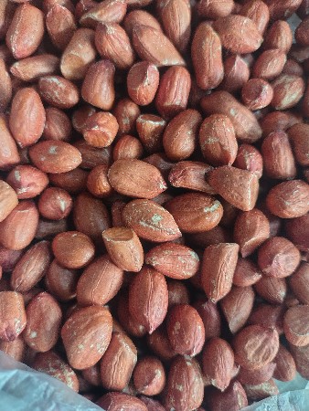 જી.૨૦ મગફળી બીયારણ
