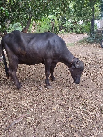 khedeli