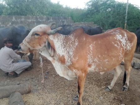 વેચવાની છે