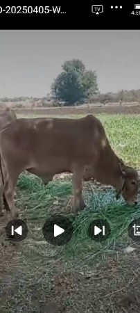 બીજીવાવણીનોઞોઢલો