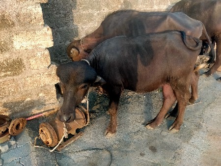 પારવા વારા ને દેવાની ચે