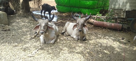 ગોઢલા વેચવાના છે