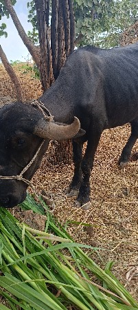 ખળેલી વેચવાની છે