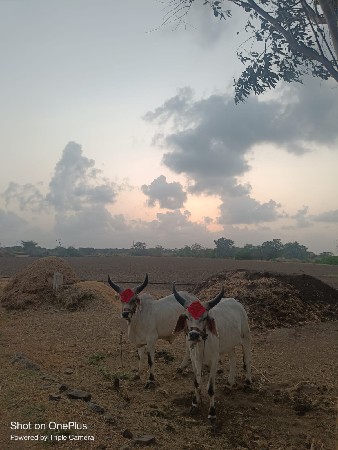 ગોઢલા વેચવાના છે