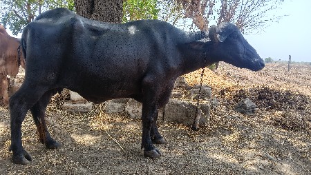 પેલા વેતરની