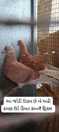 કબૂતર વેચવાના છે