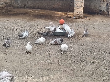 કબુતર