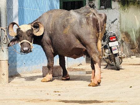 ભગરી ભેંસ વેચવાની છે