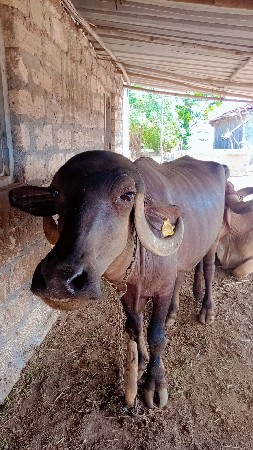 ભેંસ વેસવાની છે નીચે પાડી છે