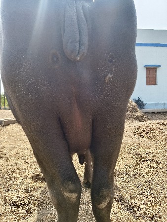 pelu vetar