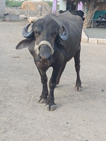દેવભૂમિ દ્વારકા જિલ્લાના ખંભાળિયા