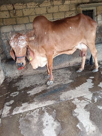 gir gai veshavani she