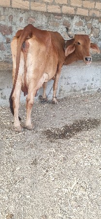 ઝર્યા ગાય વેસવાની છે