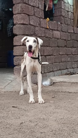 ગ્રેટ ડેન ફિમેલ વેચવાની છે