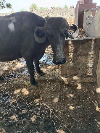 ખડેલીવેસવાનીસે