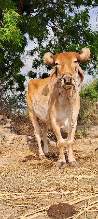 બળદ વેચવાનો છે