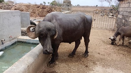 ભેંસ વેચવાની છે