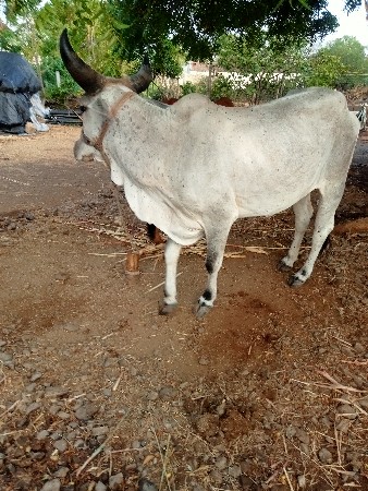 હોડટી દેવાની છે
