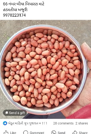 66 નંબર મગફળીના બિયા ઘરઘરાવ
