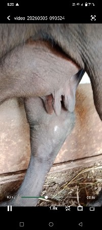 ભેંશ વેચવાની છે