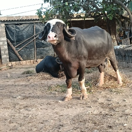 દસ દિવસ ની કાશી આઠ લીટર જવાબદારી
