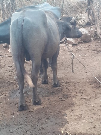 બની પાડો વેચવાનો છે